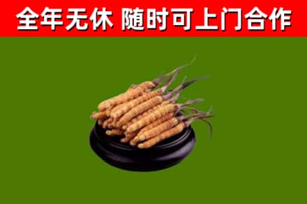 尧都烟酒回收冬虫夏草.jpg